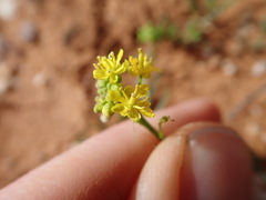 Arabidella nasturtium