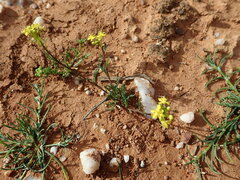 Arabidella nasturtium