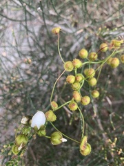 Drosera planchonii