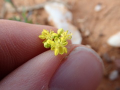 Arabidella nasturtium