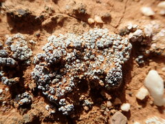 Acarospora nodulosa