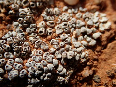 Acarospora nodulosa