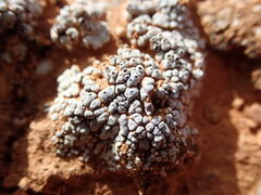 Acarospora nodulosa