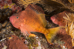 Cyprinocirrhites polyactis