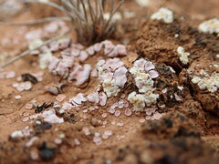 Gyalolechia subbracteata