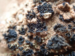 Enchylium coccophorum