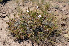 Acantholimon kokandense