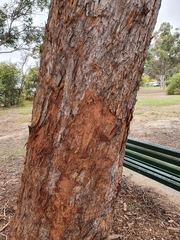 Eucalyptus carnea