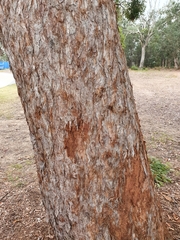 Eucalyptus carnea