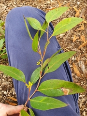 Eucalyptus carnea
