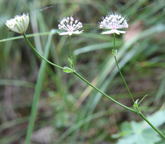 Astrantia trifida