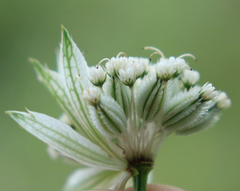 Astrantia trifida