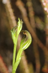 Pterostylis vernalis