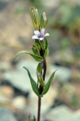 Gentianella turkestanorum