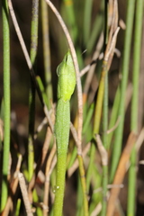 Pterostylis vernalis
