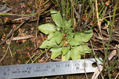 Pterostylis vernalis