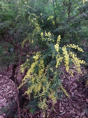 Acacia pubescens