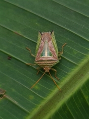 Edessa collaris-group