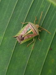 Edessa collaris-group