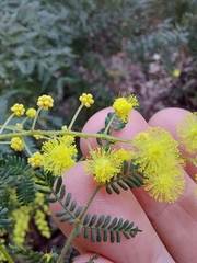 Acacia pubescens