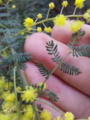 Acacia pubescens