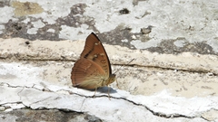 Euthalia dubernardi