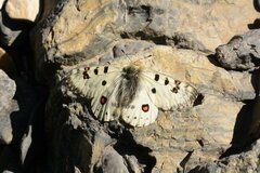 Parnassius actius