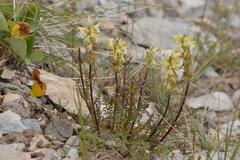 Pedicularis ludwigii