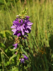 Campanula bononiensis