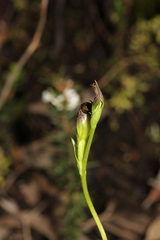 Pterostylis vernalis