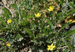 Sibbaldianthe orientalis