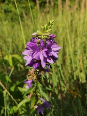 Campanula bononiensis