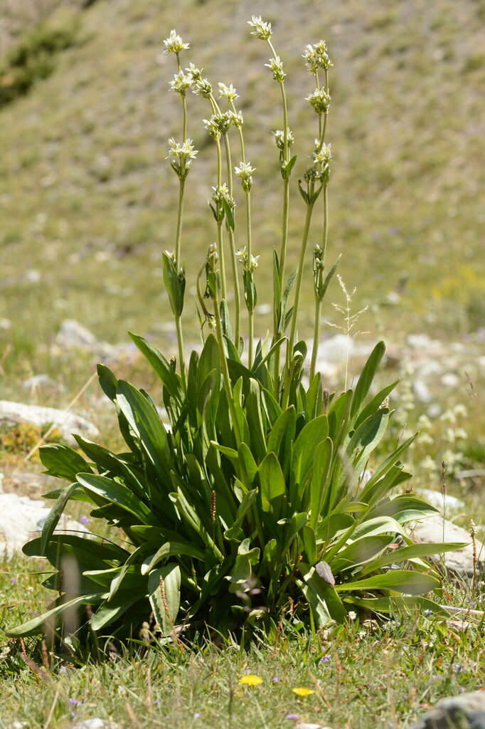 Swertia lactea
