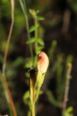 Pterostylis vernalis