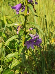 Campanula bononiensis
