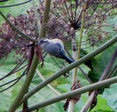 Cyanistes caeruleus × cyanus