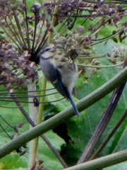 Cyanistes caeruleus × cyanus