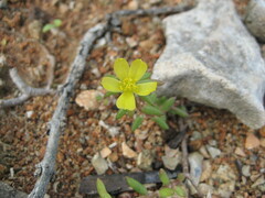 Portulaca rubricaulis