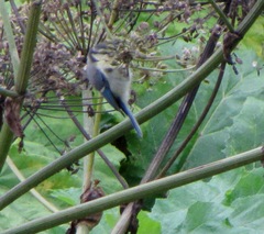 Cyanistes caeruleus × cyanus