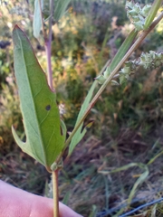 Atriplex patula