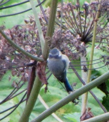 Cyanistes caeruleus × cyanus