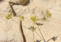 Bupleurum exaltatum