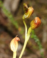 Pterostylis vernalis