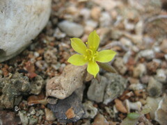 Portulaca rubricaulis