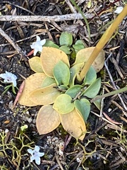 Pterostylis vernalis