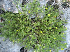 Portulaca rubricaulis