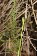 Pterostylis vernalis