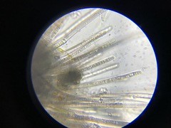 Trichodesmium thiebautii