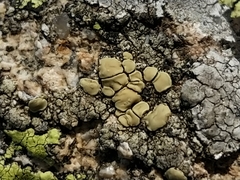 Lecanora stenotropa