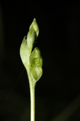 Pterostylis bicolor